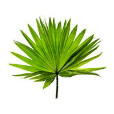 palmetto